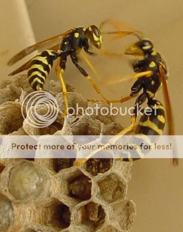 waspfight1.jpg