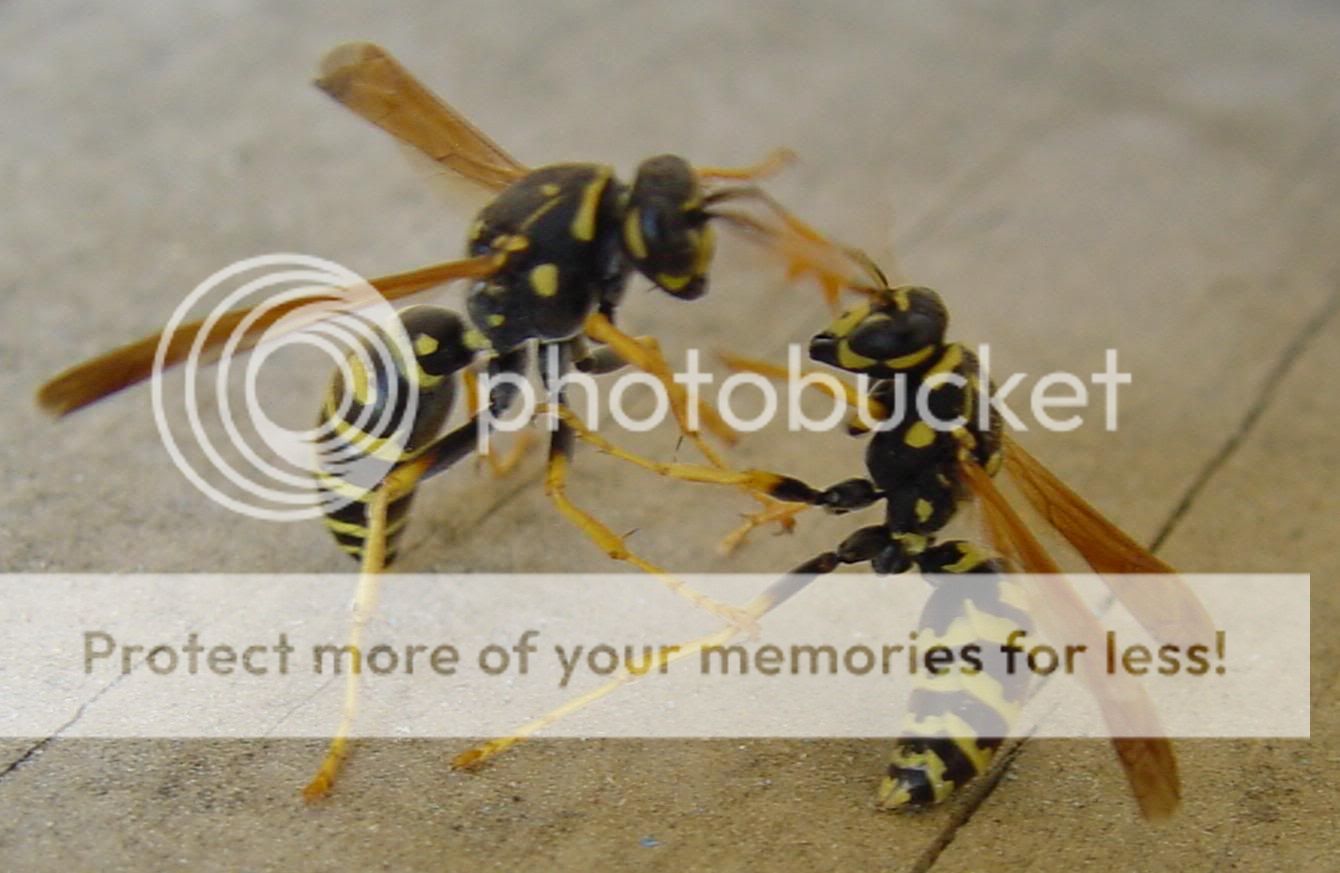 waspfight3.jpg